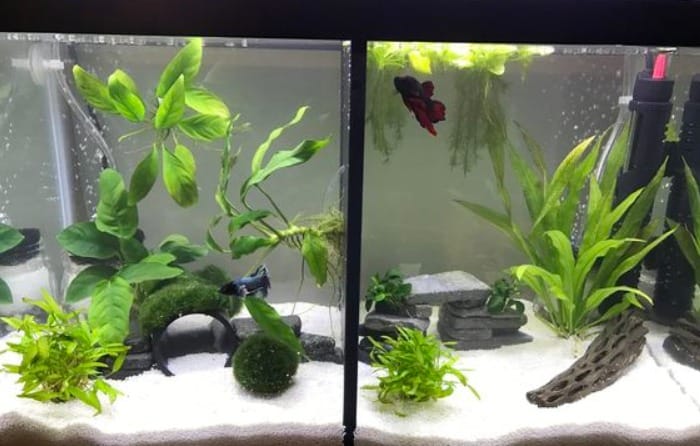 Divided Betta Tank: A Complete Guide