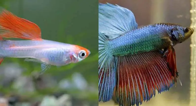 Can Betta Fish Live with Guppies?