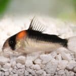 Types of Cory Catfish: Discover amazing Cory Cats