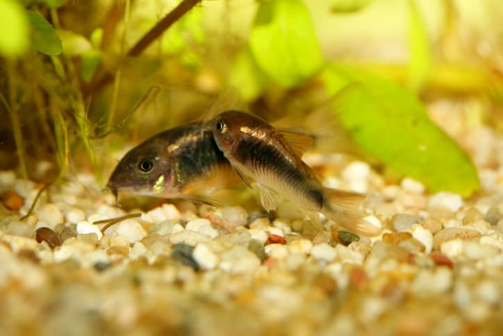 Two bronze Cory Catfish types resting together