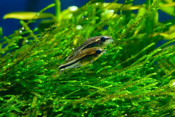 Pygmy Corydoras: A small Cory Catfish type