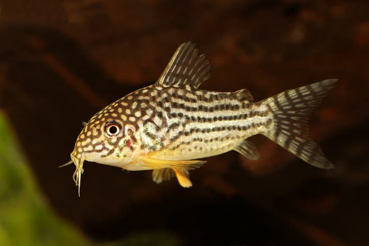 Sterba's Cory, a popular type of Cory Catfish