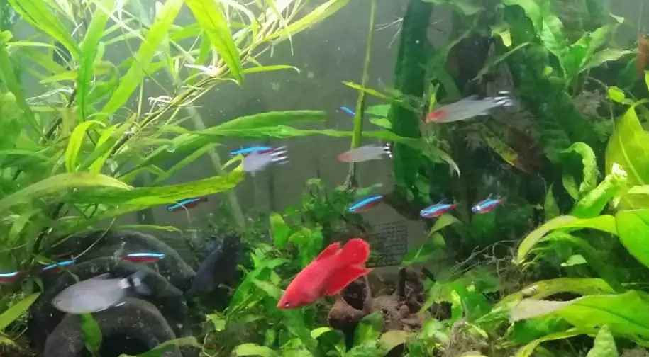 Can Betta Fish Live With Tetras?
