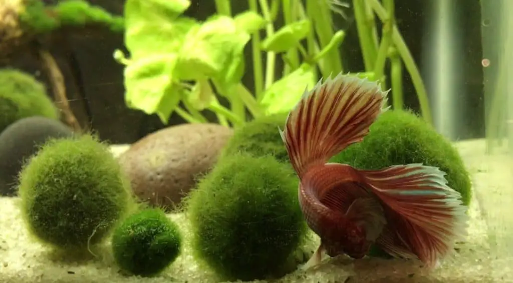 betta fish moss ball