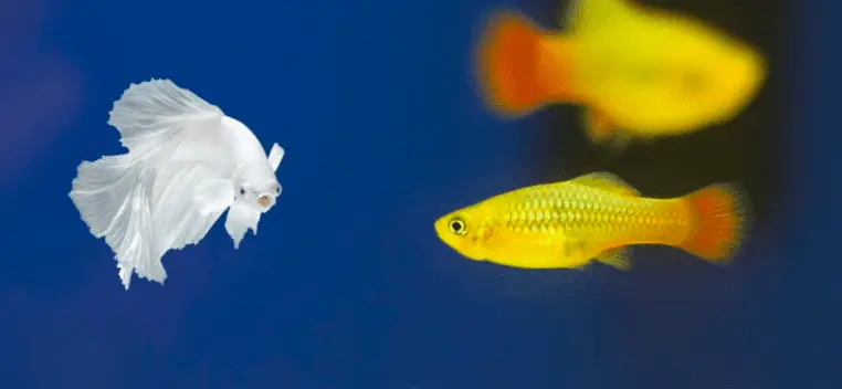 Can Bettas And Platies Live Together?