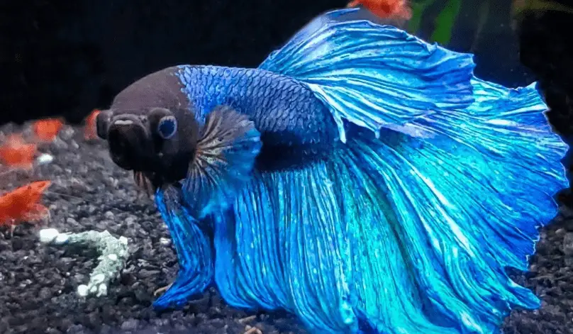 Can Betta Fish Have Seizures?