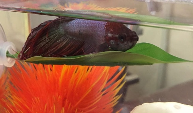 betta fish sleeping