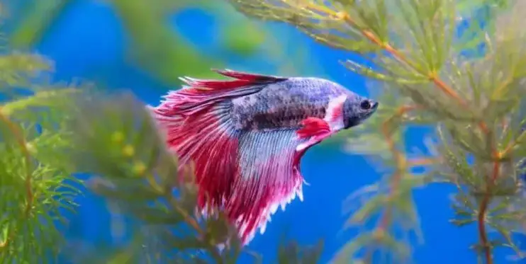 Why Is My Betta Fish Twitching?