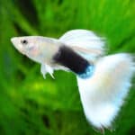 A black and white guppy