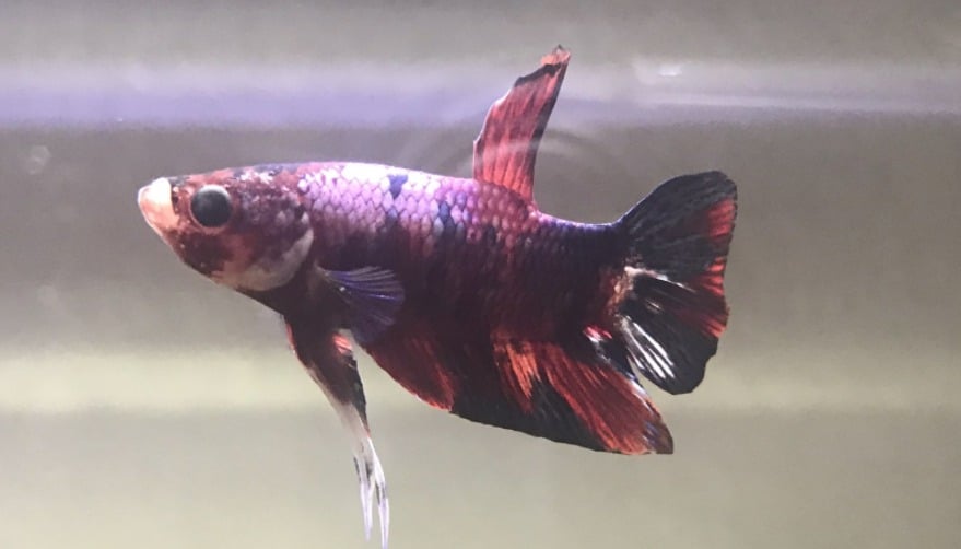 Why Does My Betta Have Cloudy Eyes?