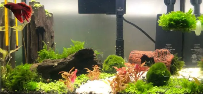 A black molly freshwater fish on a light background