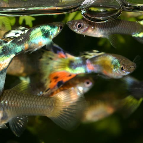 Male and female guppies together in a tank