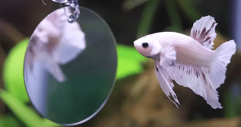 Are Mirrors Bad for Betta Fish?
