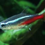 5 Best Food For Neon Tetras (Feeding Guide)