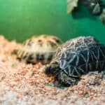 How Much Does It Cost to Buy and Keep a Pet Turtle?
