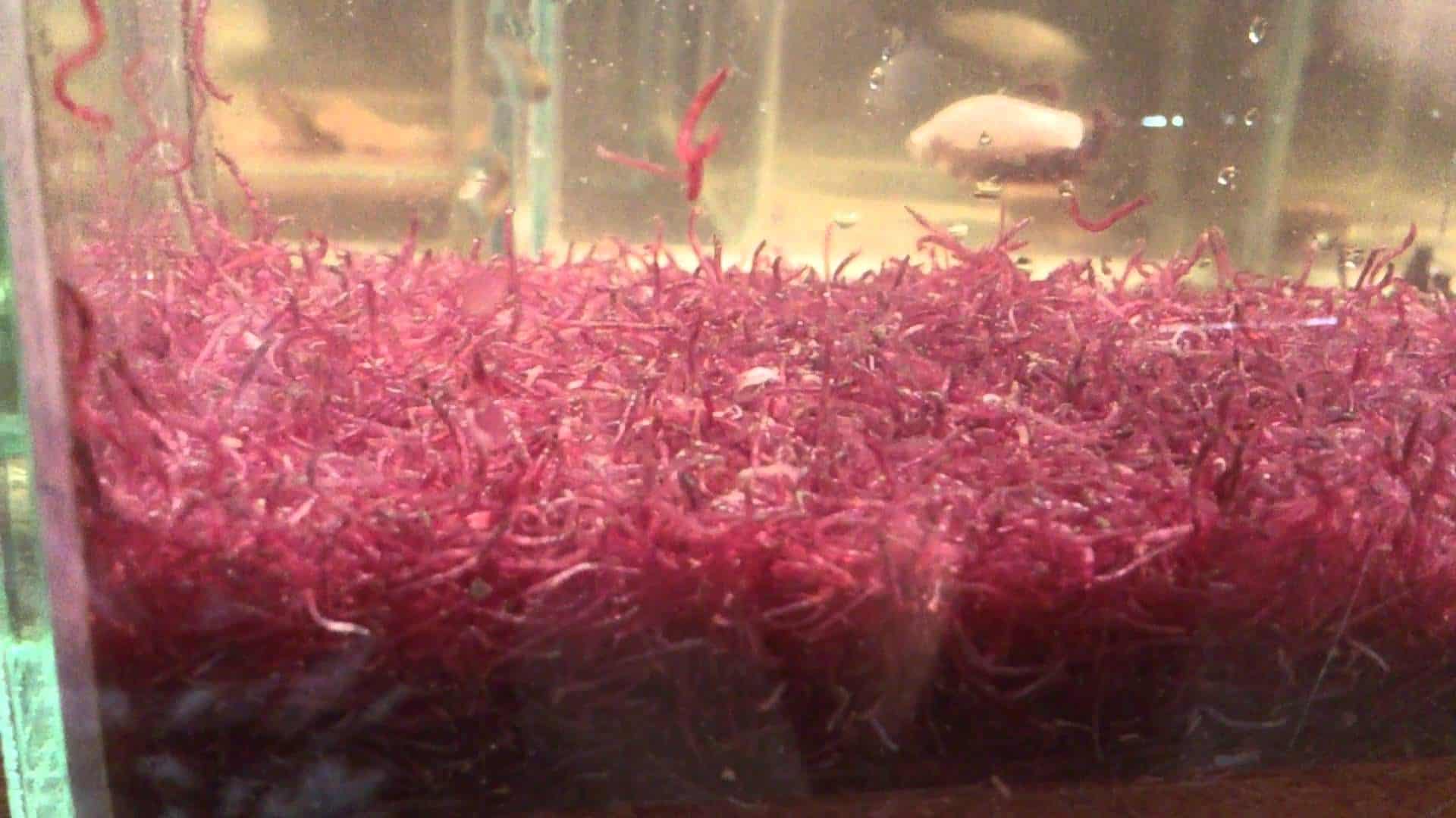 All About Bloodworms: From Nutrition to Cultivation - Memfish dot net