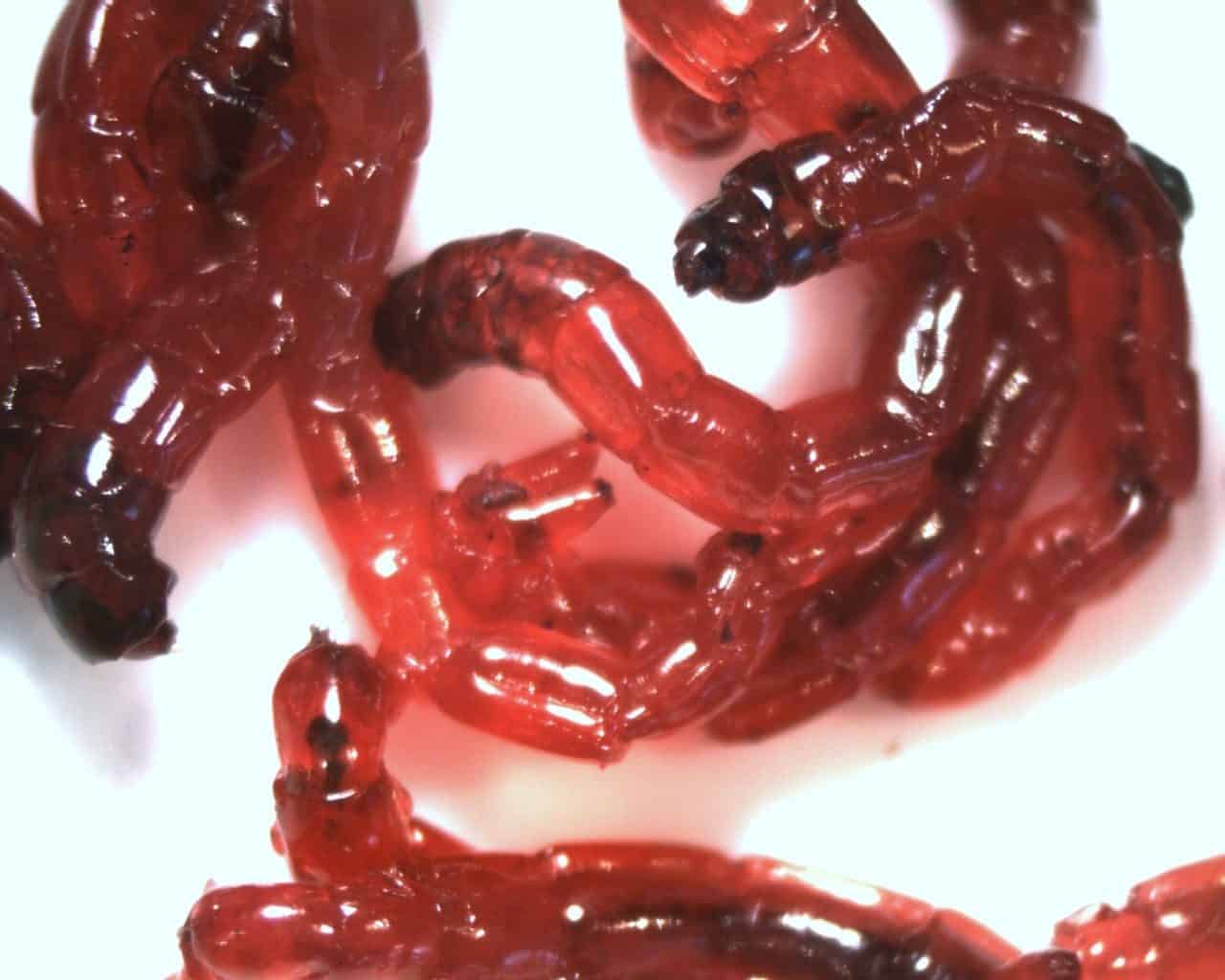 All About Bloodworms From Nutrition to Cultivation Memfish dot net