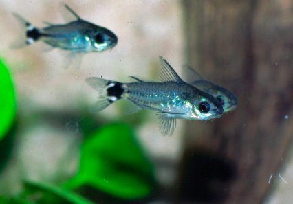 Dwarf Corydoras