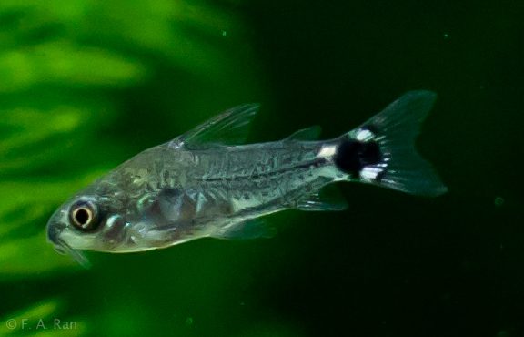 Dwarf Corydoras