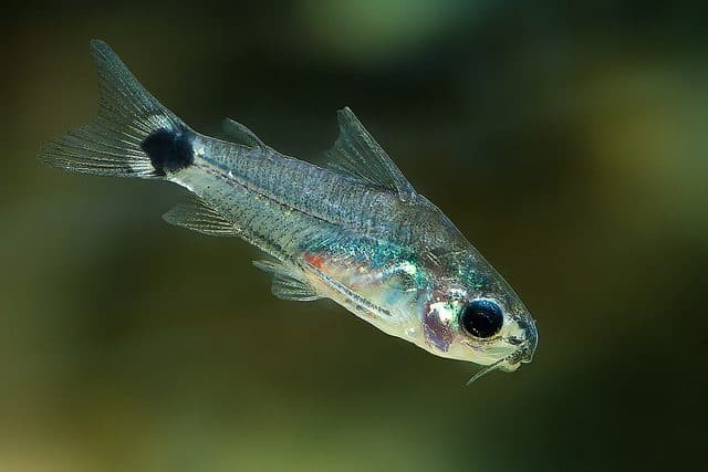 Dwarf Corydoras