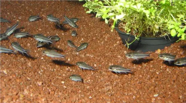 Dwarf Corydoras