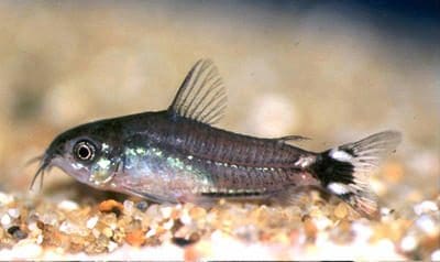 Dwarf Corydoras