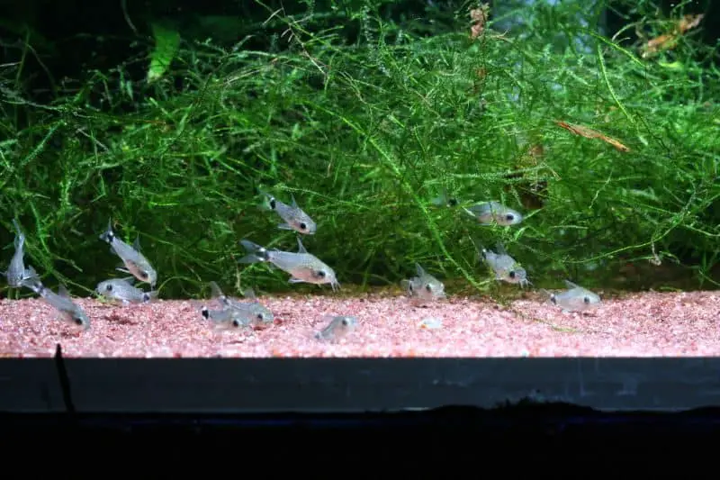 Dwarf Corydoras