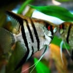 Overview of Freshwater Angelfish