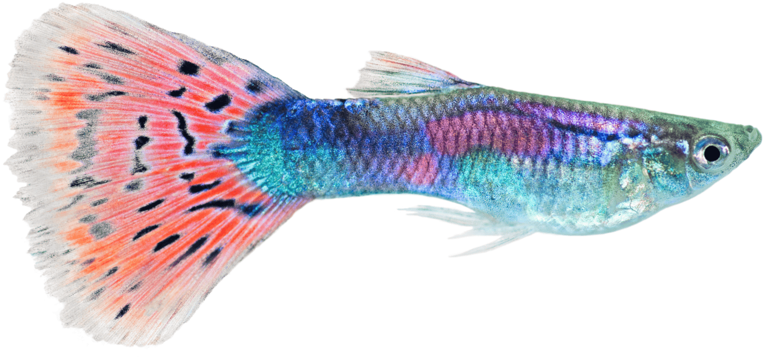 What are the Different Types of Guppy Fish? - Memfish dot net