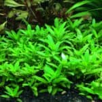 Staurogyne-Repens-049-Care-Sheet-S-Repens-for-sale-and-where-to-buy-AquaticMag-6-7876122