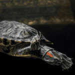 Finding the Best Tank for Your Red-Eared Slider