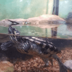 How to Create a Natural Turtle Habitat