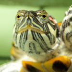 The Best Turtle Tanks Under $500