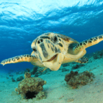 Do Turtles Sleep Underwater?