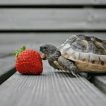 How Long Can a Turtle Go Without Eating?
