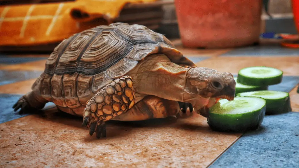 Best Automatic Turtle Feeder Memfish dot net