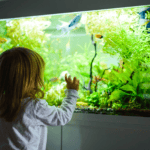 Best Fish Tanks for Kids: Top 5 Child-Friendly Aquariums