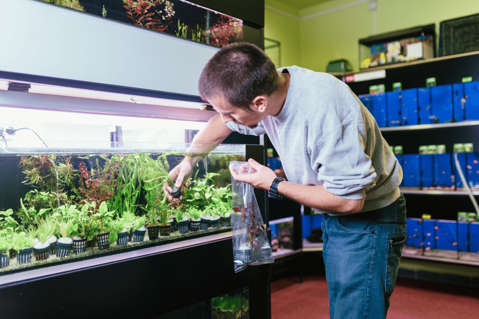 How to Clean a Fish Tank Your StepbyStep Guide Memfish dot net