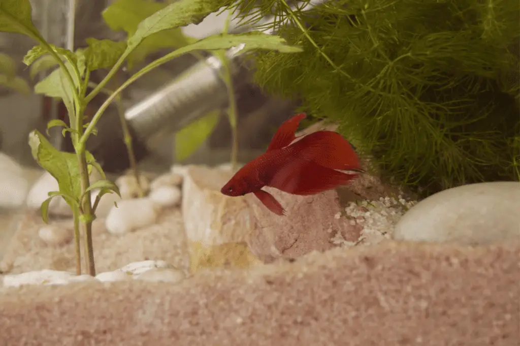 Best Substrate for Betta Fish Memfish dot net