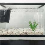 How to Cycle a Fish Tank