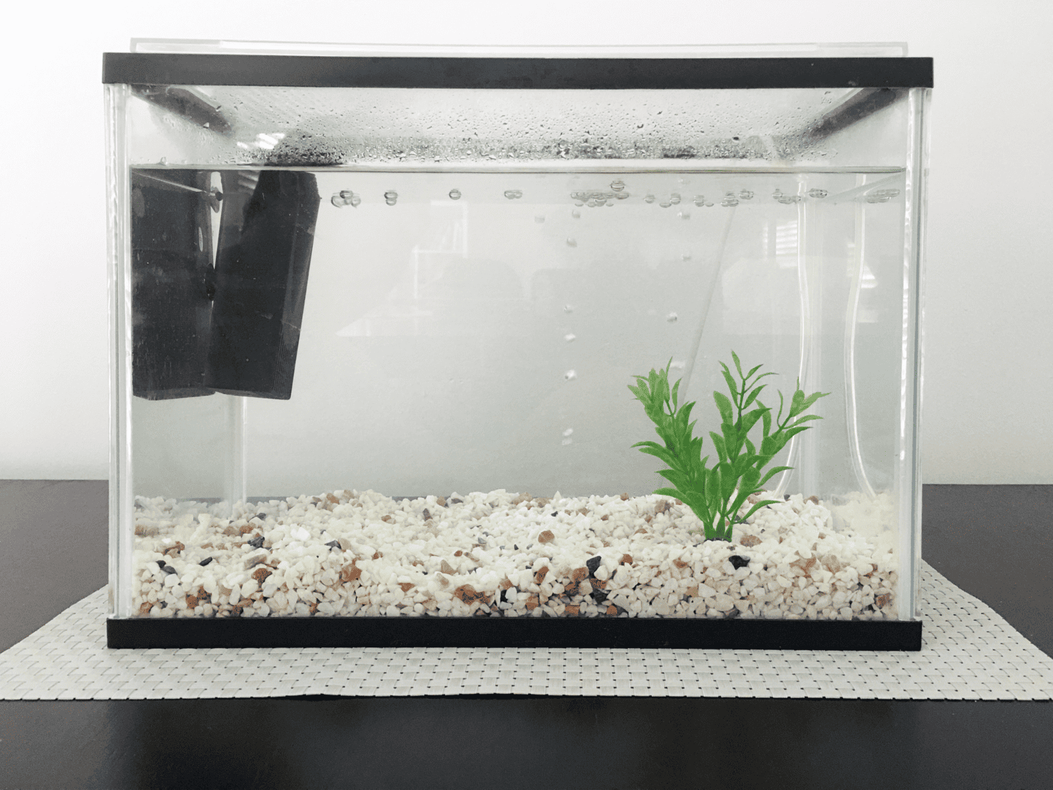 How to Cycle a Fish Tank Memfish dot net