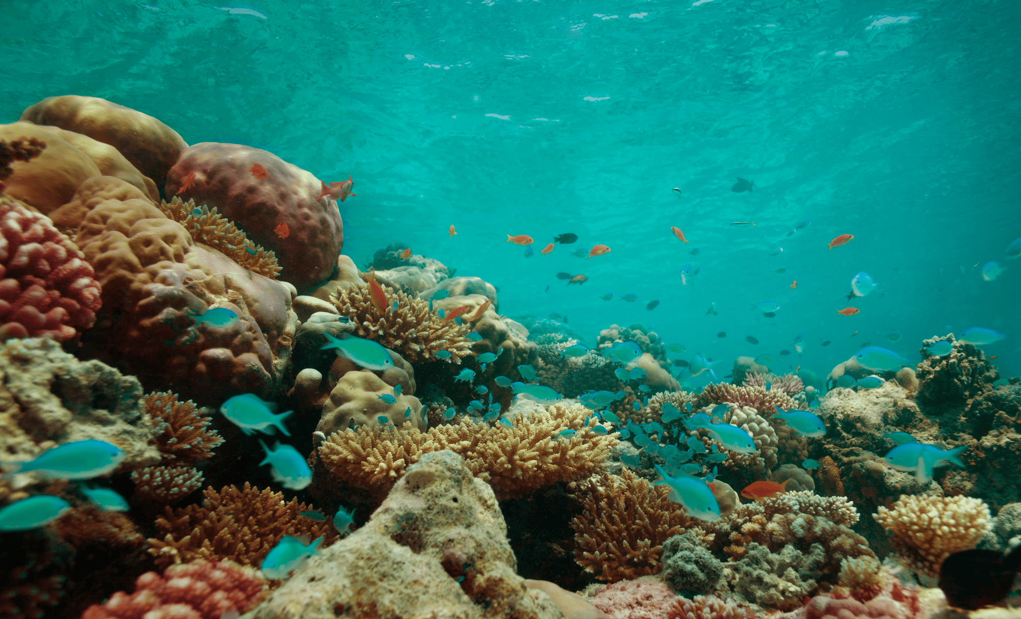Best Reef Salt Mix - Memfish dot net