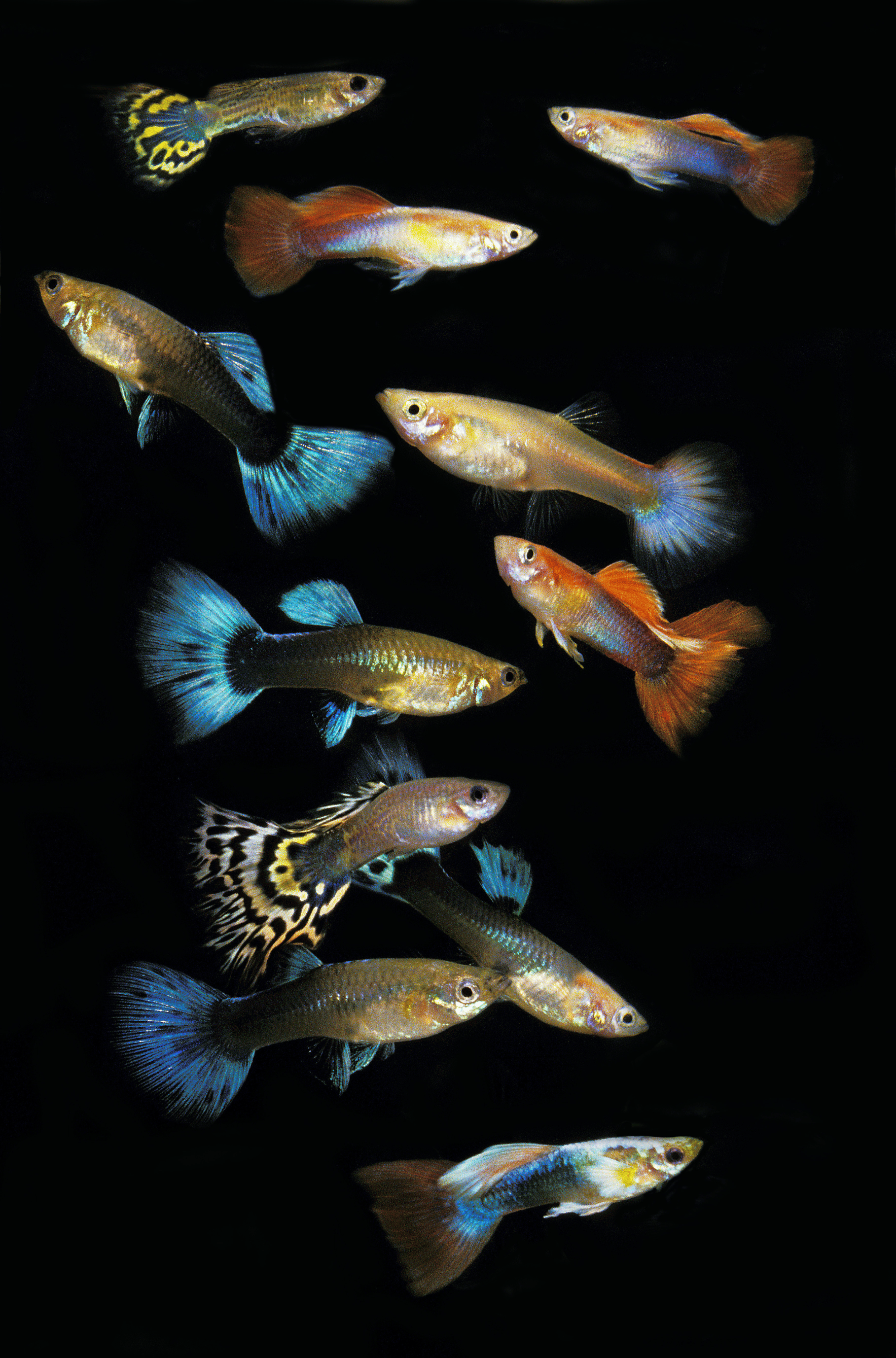 10 Interesting Facts about Guppies - Memfish dot net