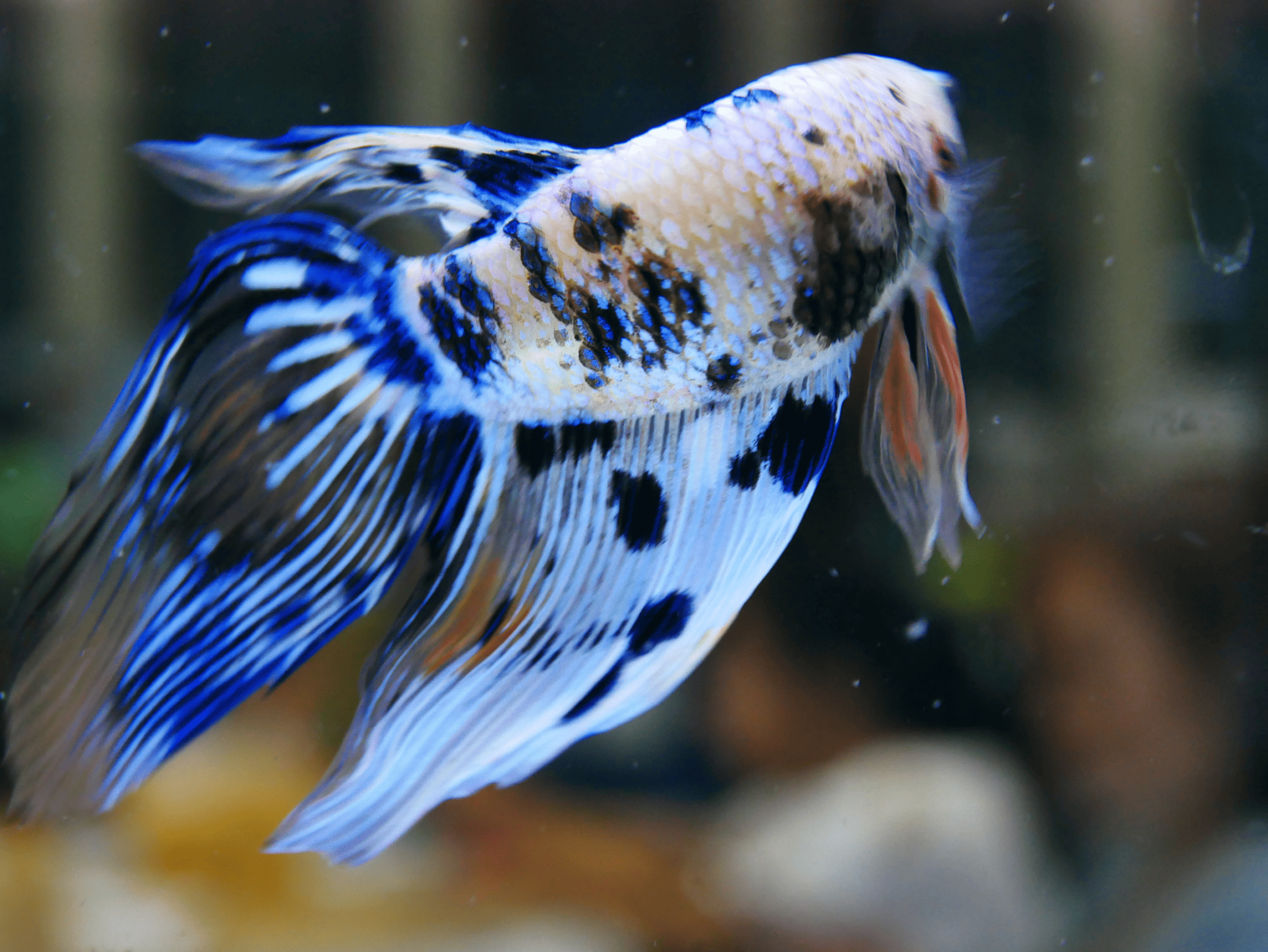 Best Food for Betta Fish Expert for a Healthy Diet