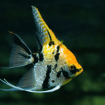 How Long Do Angelfish Live: Uncovering Their Lifespan Secrets