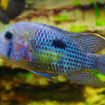 Overview of Electric Blue Acara: Care, Breeding, and Tank Setup