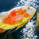 Overview of Oscar Fish: Essential Care and Information