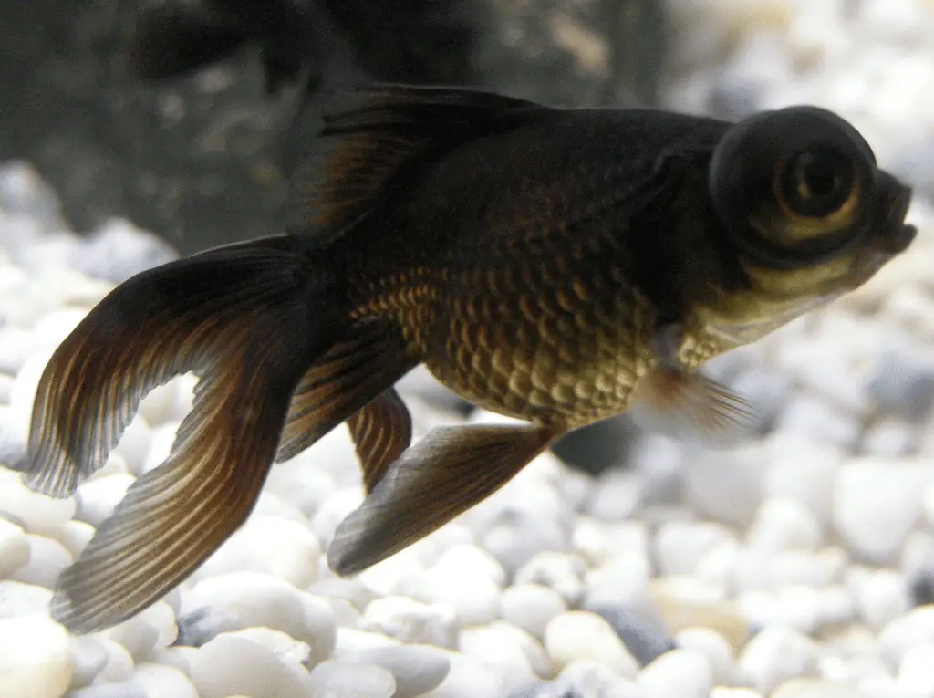 Black moor goldfish outlet care