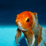 Debunking Myths: The Surprising Truth About Goldfish Memory Span