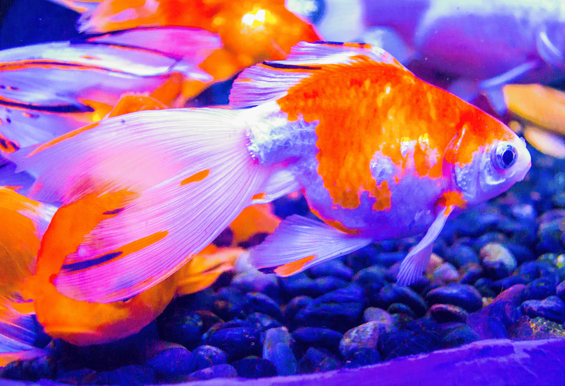 Goldfish Poop Essential Facts and Care Tips Memfish dot net
